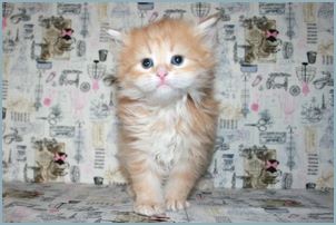 Male Siberian Kitten from Deedlebug Siberians